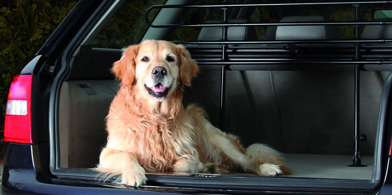 Our Car Services are Family and Pet Friendly