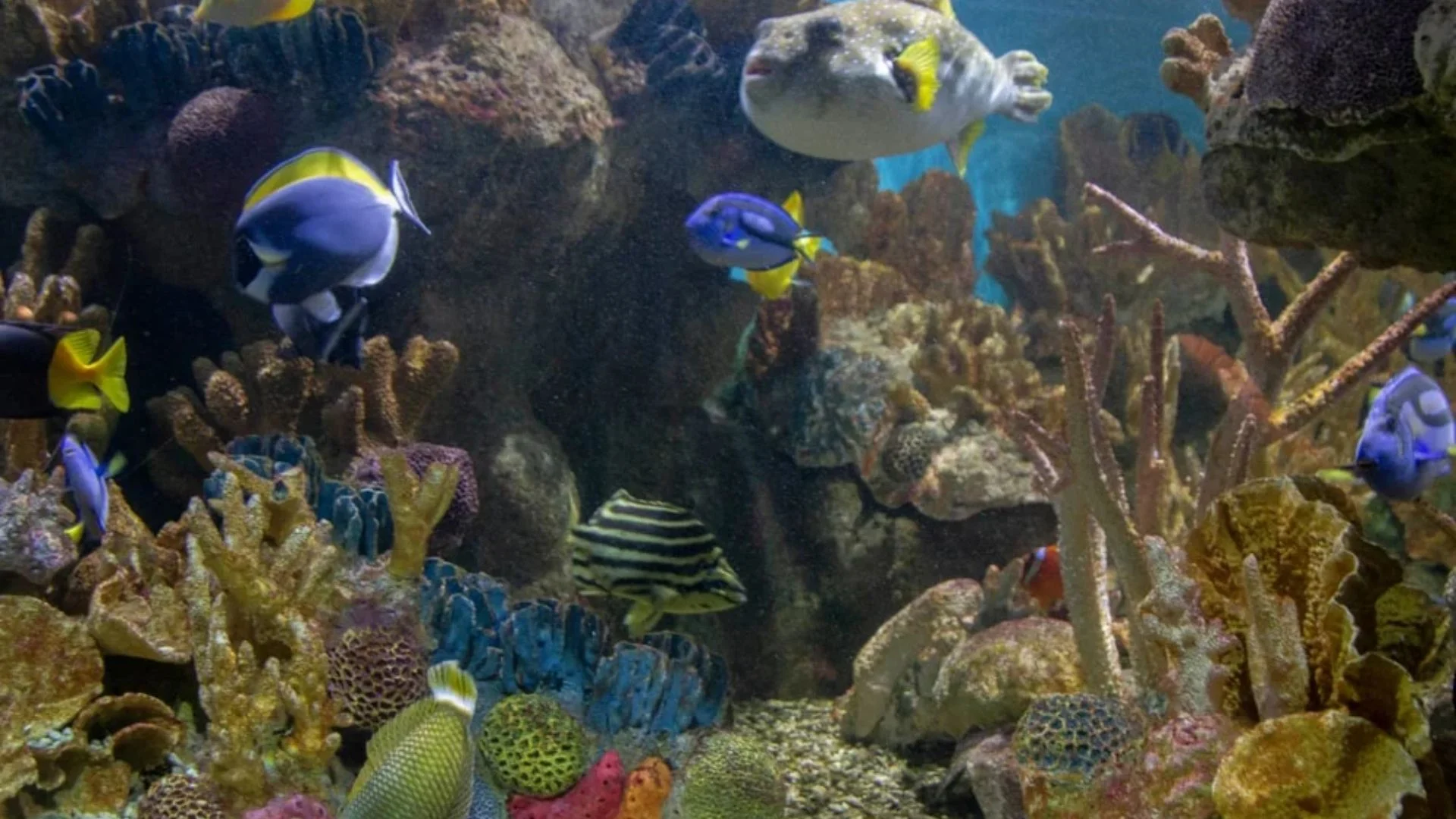 New England Aquarium marine life exhibits